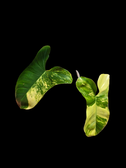 Philodendron Florida Beauty x Paraiso Verde