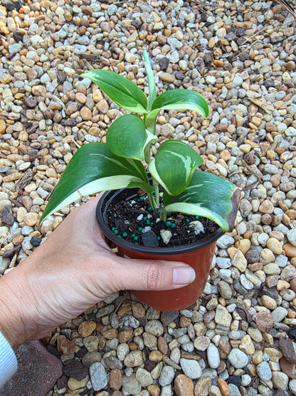 Scindapsus Treubii Moonlight Albo