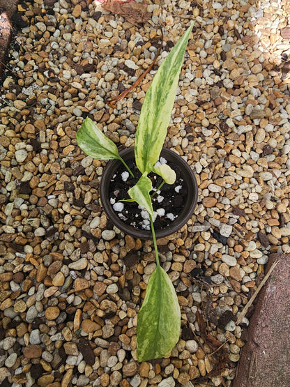 Variegated Anthurium Vittarifolium