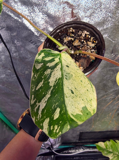 Variegated Philodendron Emerald Queen #2