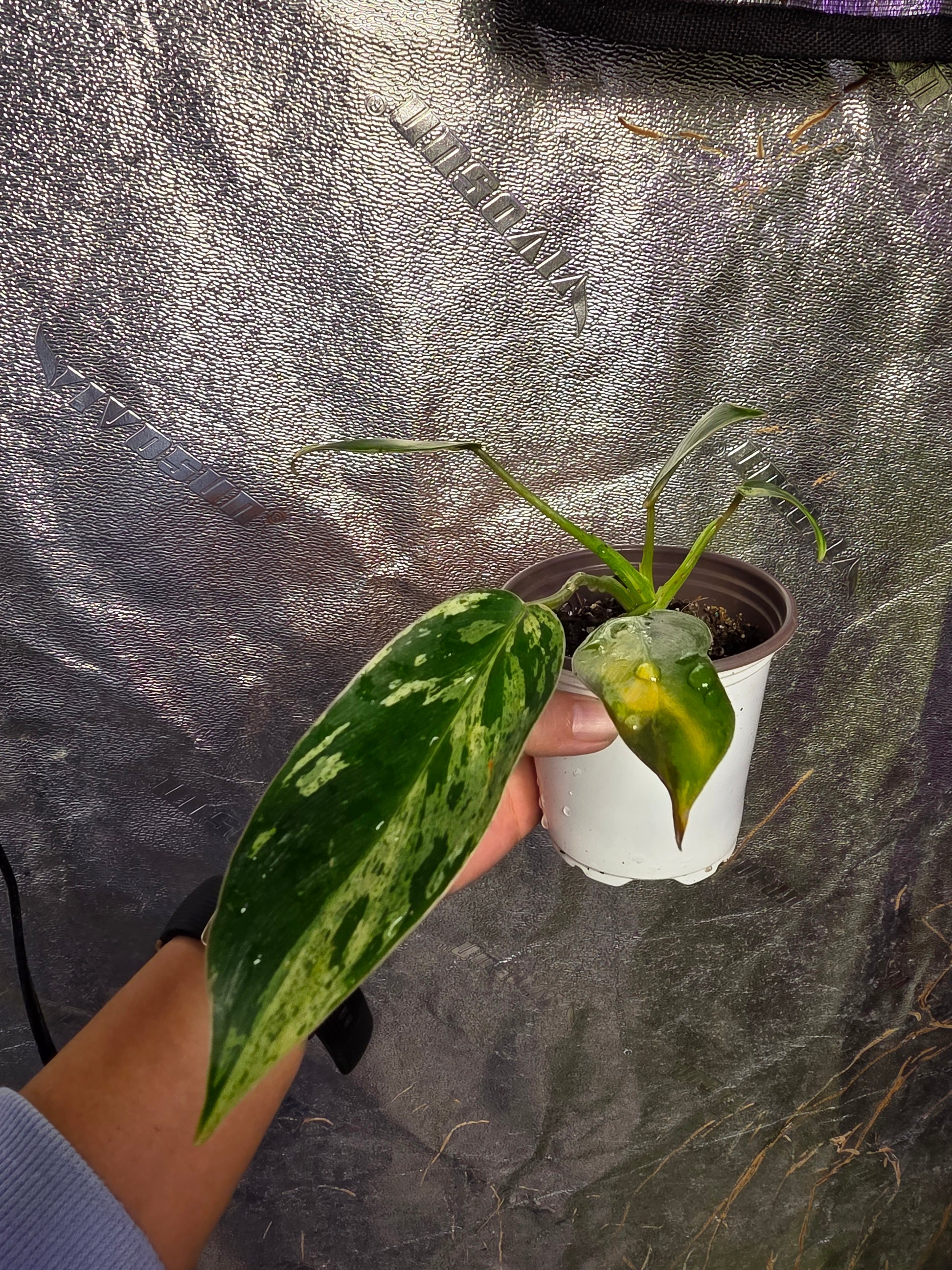 philodendron emerald queen Variegated Philodendron Emerald Queen #3 – Plants by Victoria Crystal