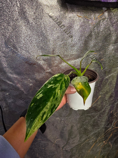 Variegated Philodendron Emerald Queen #3