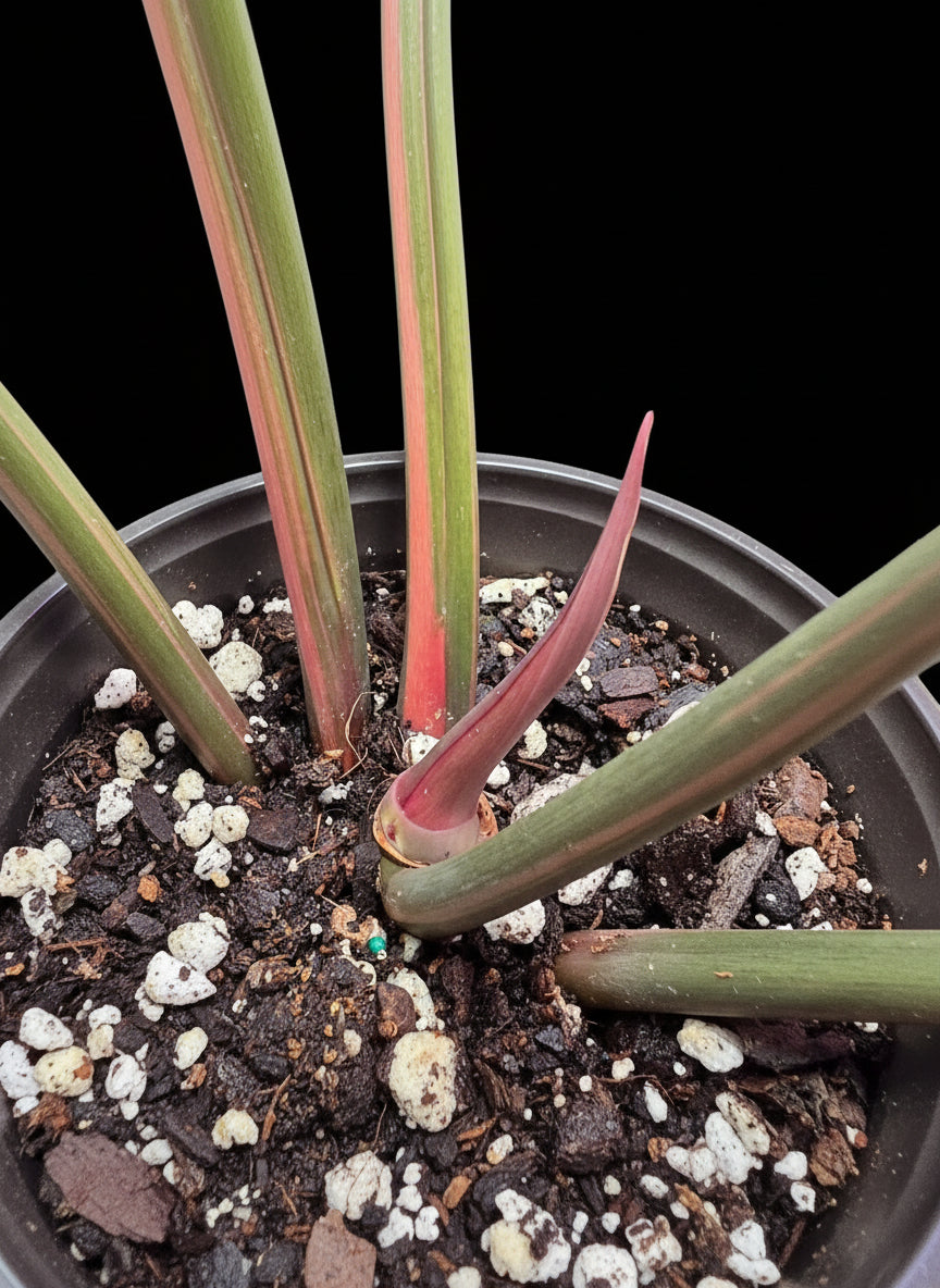 Variegated Caramel Marble #2