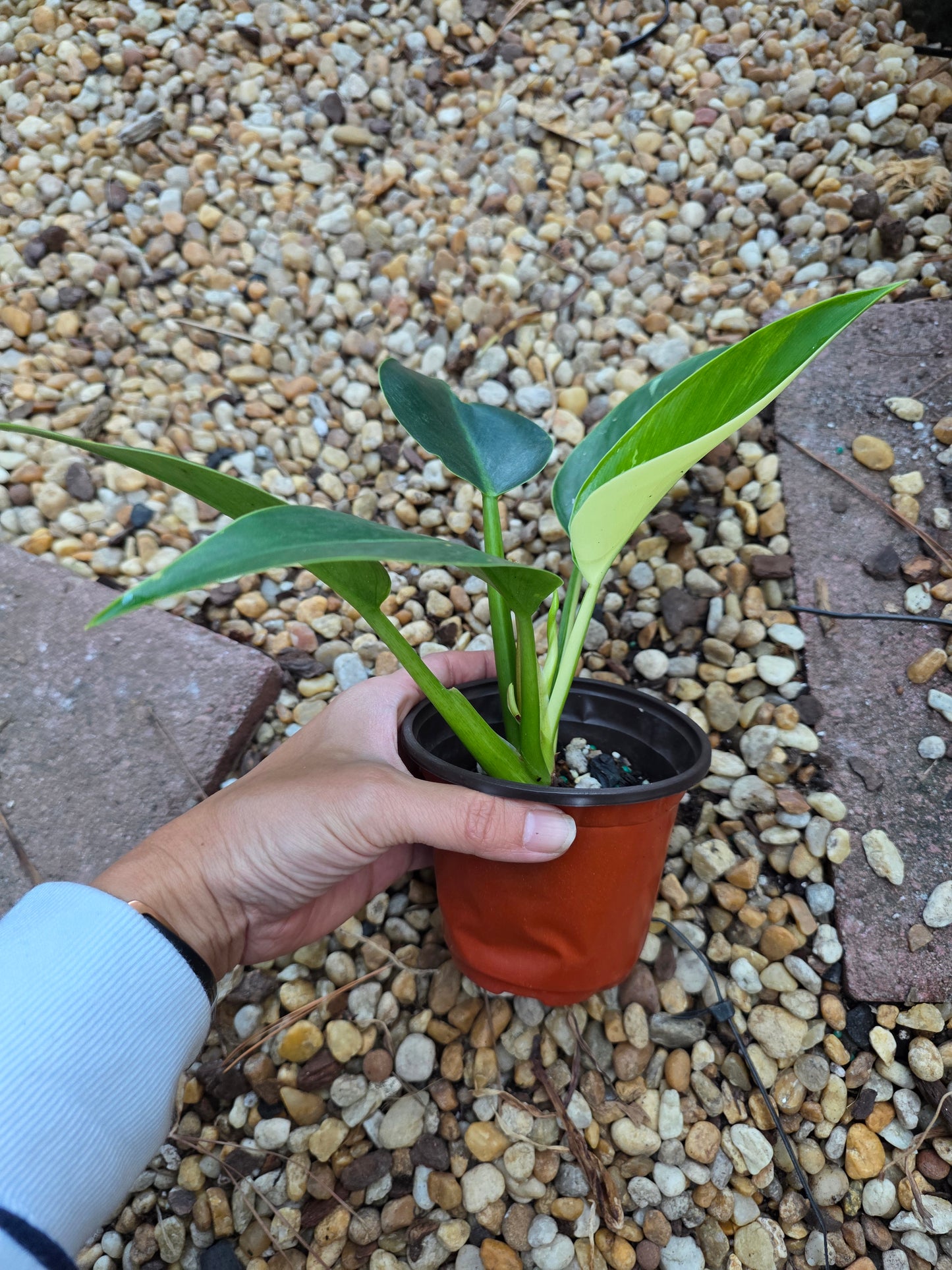 Philodendron Green Congo Albo