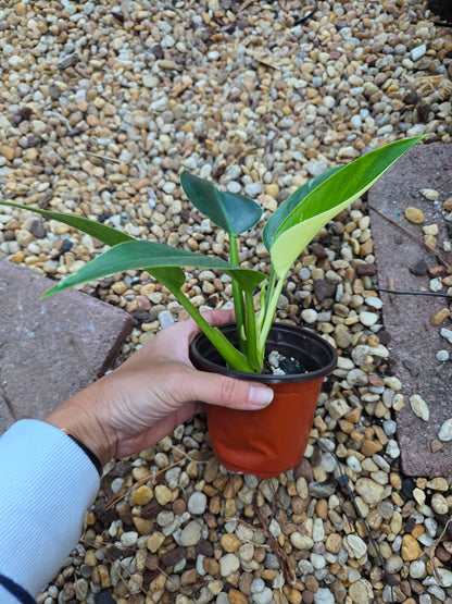 Philodendron Green Congo Albo