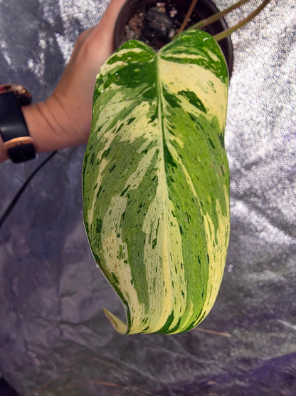 Variegated Philodendron Emerald Queen