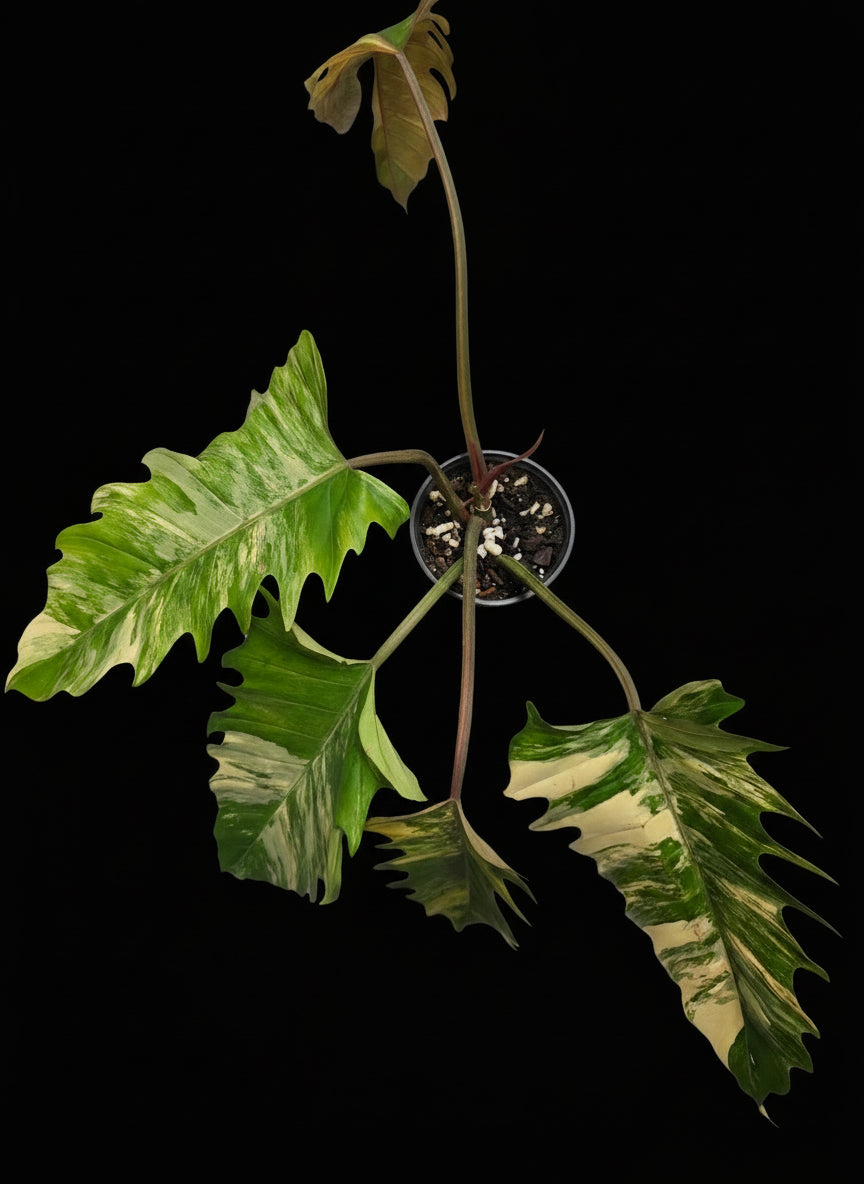 Variegated Caramel Marble #1