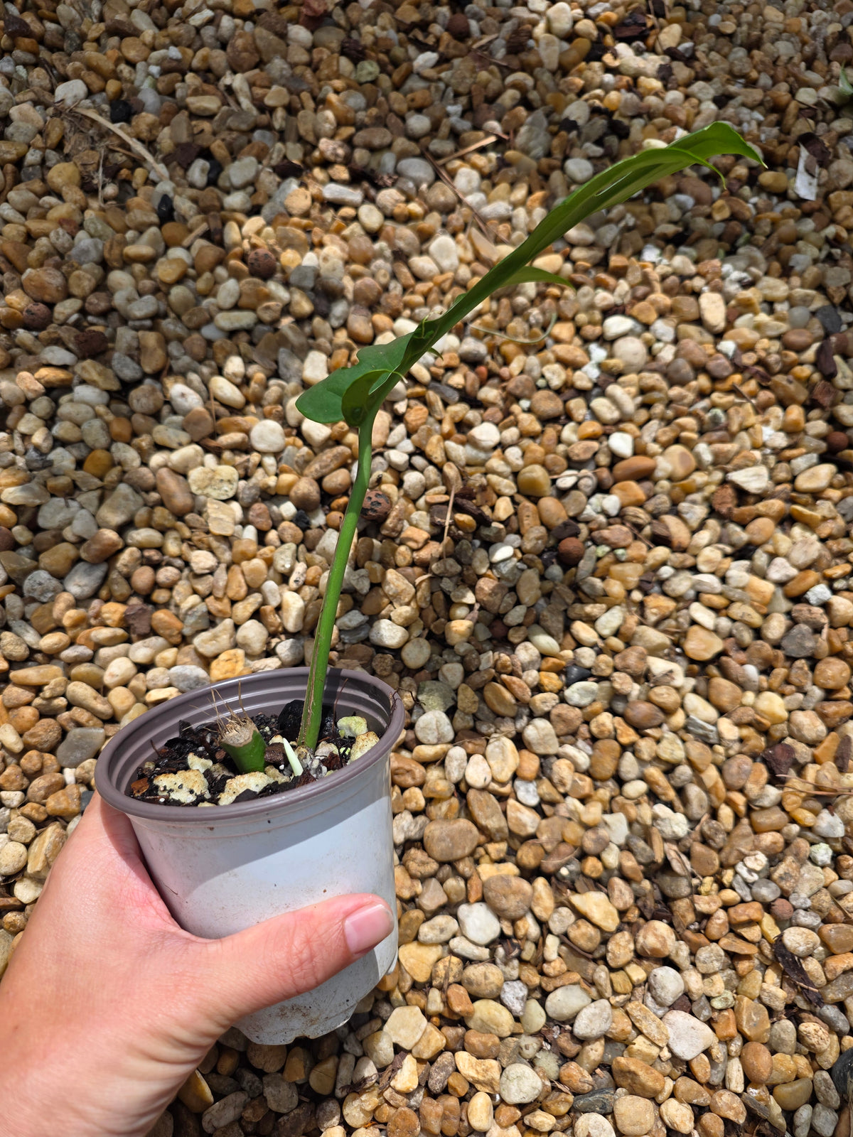 Variegated Rhaphidophora Bon Budo