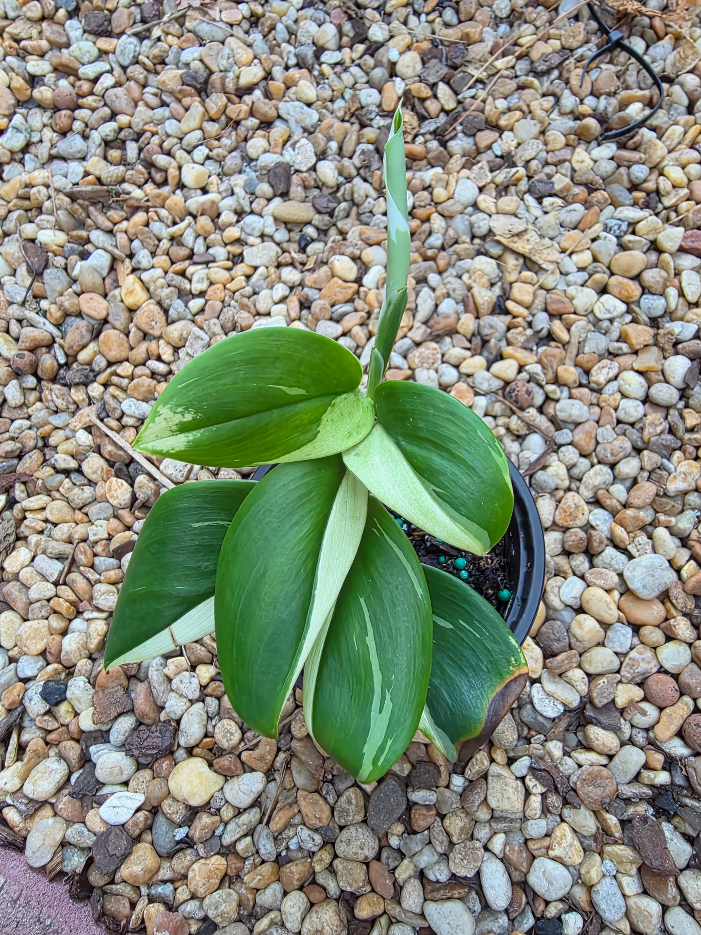 Scindapsus Treubii Moonlight Albo