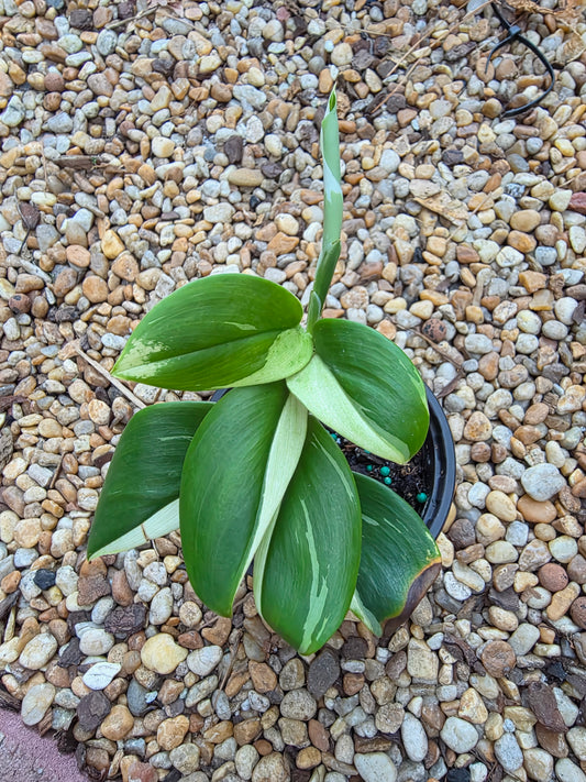 Scindapsus Treubii Moonlight Albo