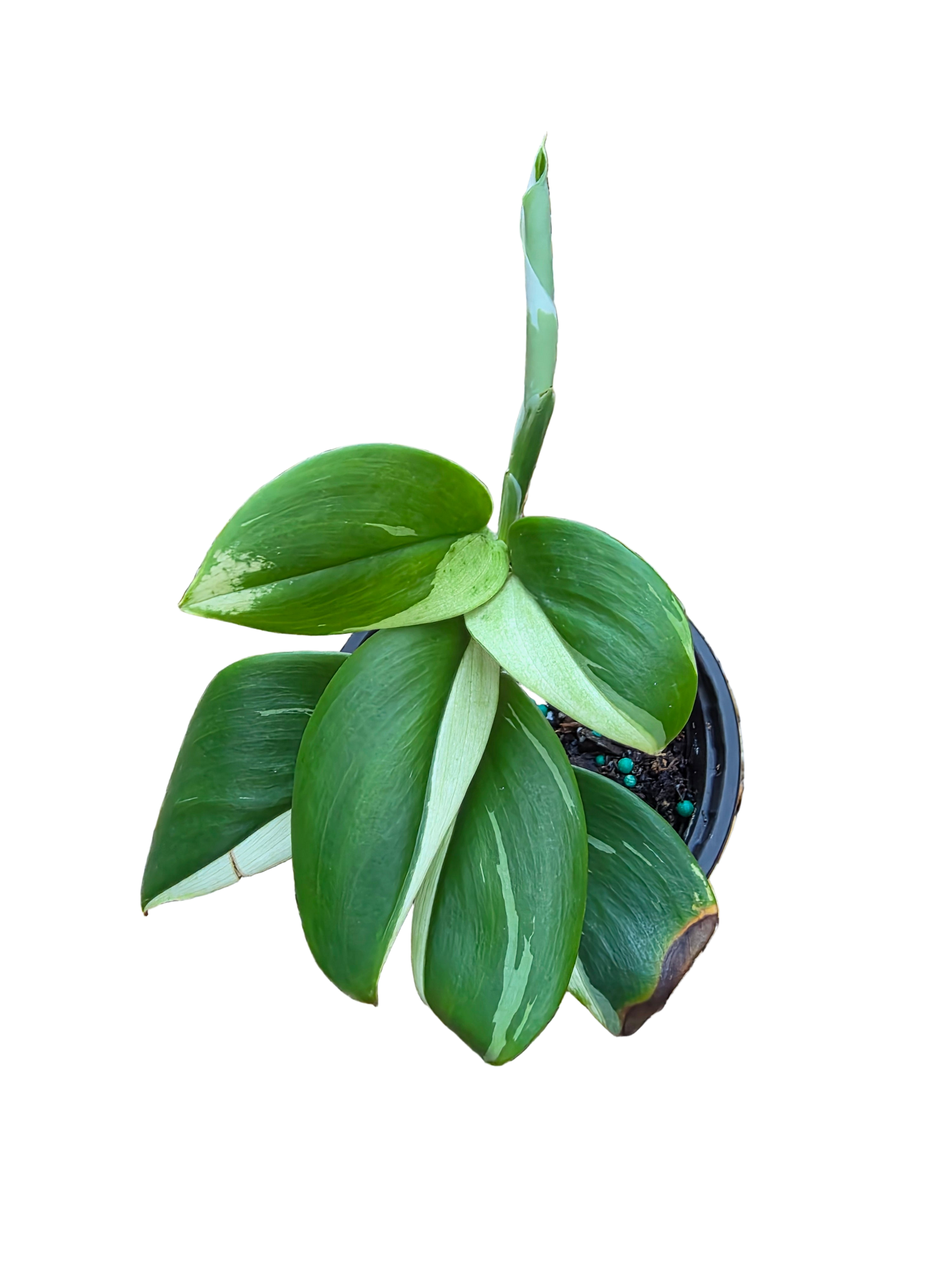 Scindapsus Treubii Moonlight Albo