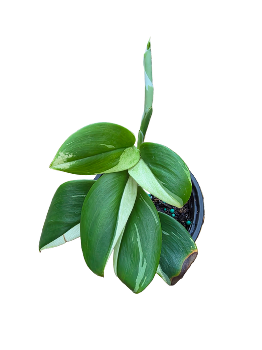 Scindapsus Treubii Moonlight Albo