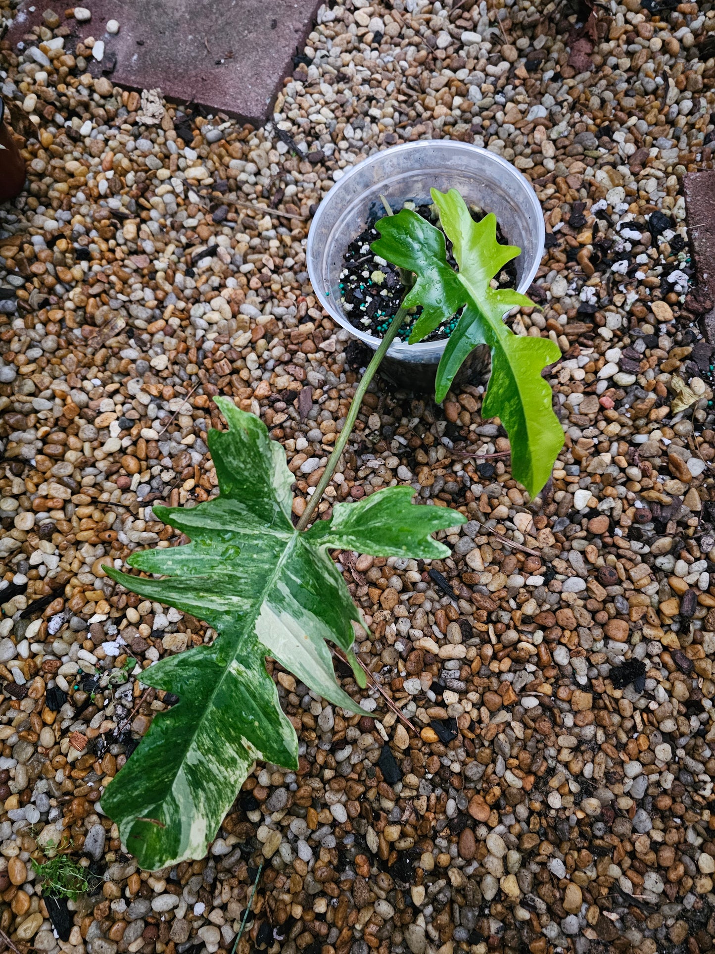Variegated Philodendron Florida Beauty x Mayoi