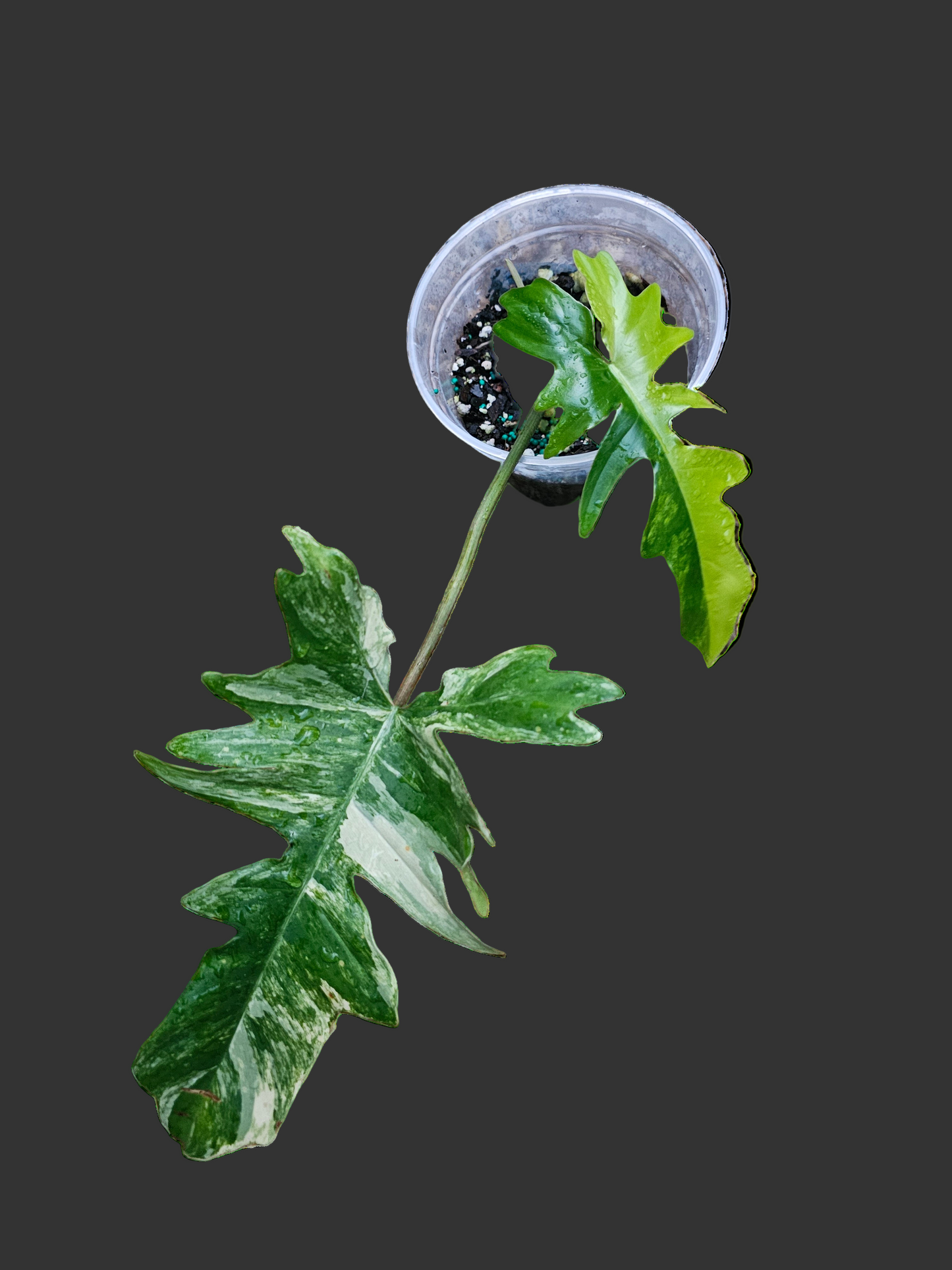 Variegated Philodendron Florida Beauty x Mayoi