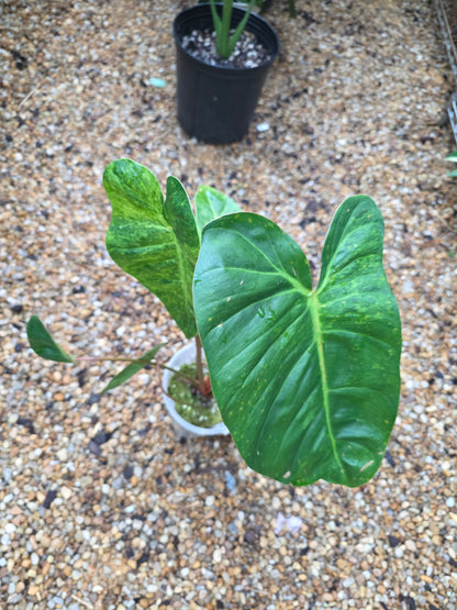 Philodendron El Choco Red x Billietiae