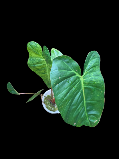 Philodendron El Choco Red x Billietiae