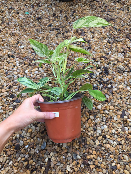 Variegated Philodendron Emerald Queen