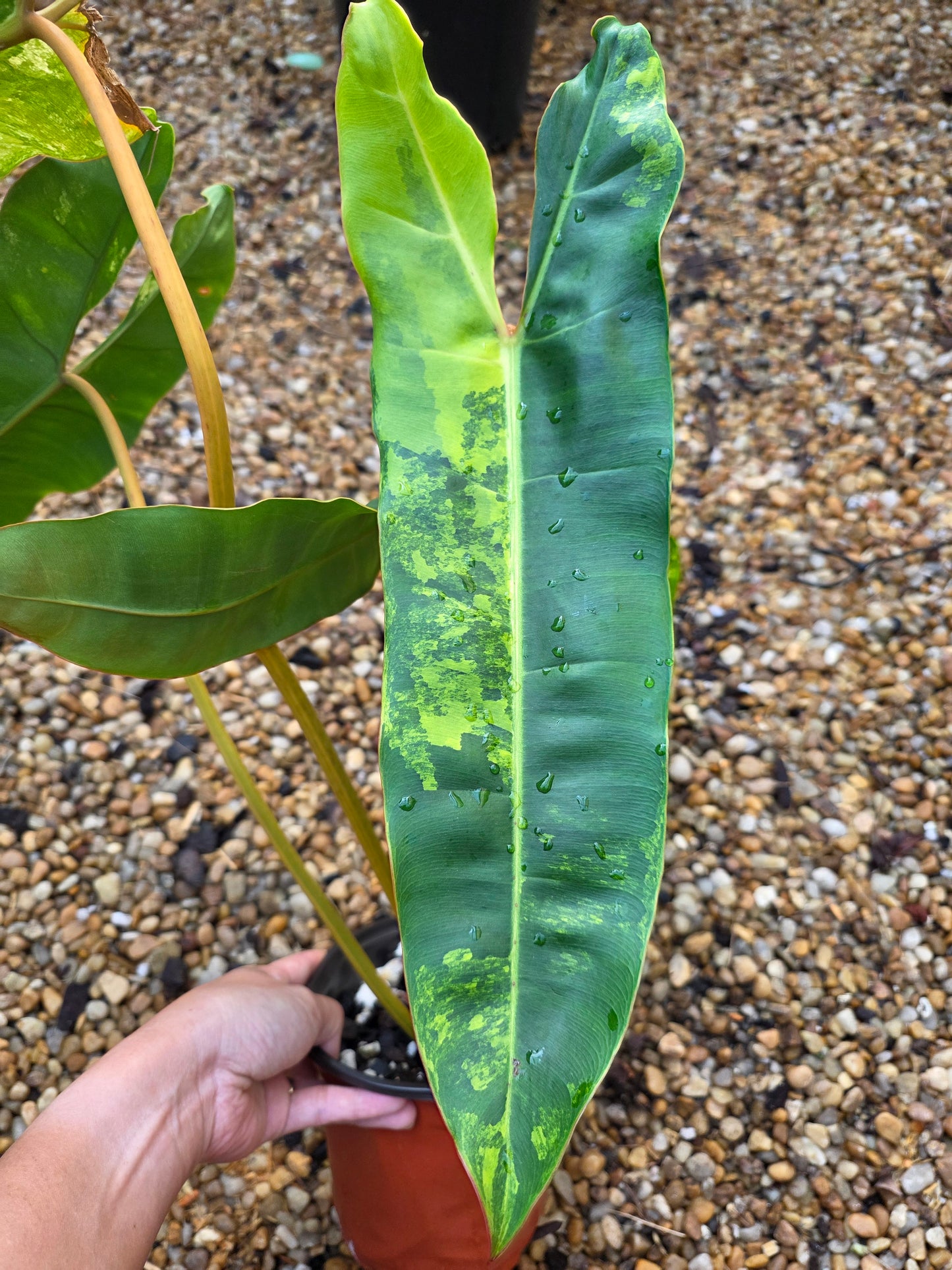 Variegated Philodendron Billietiae