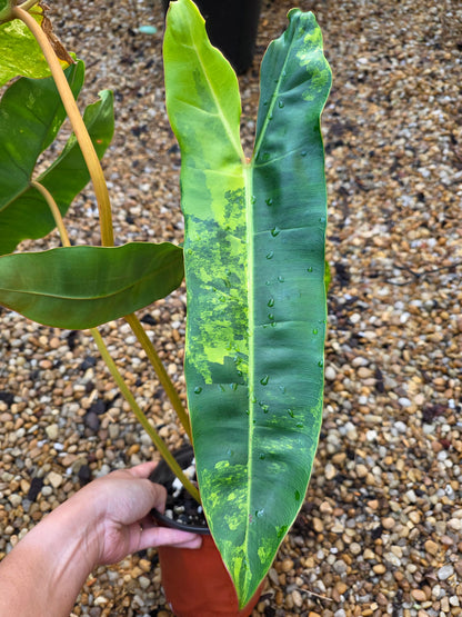Variegated Philodendron Billietiae