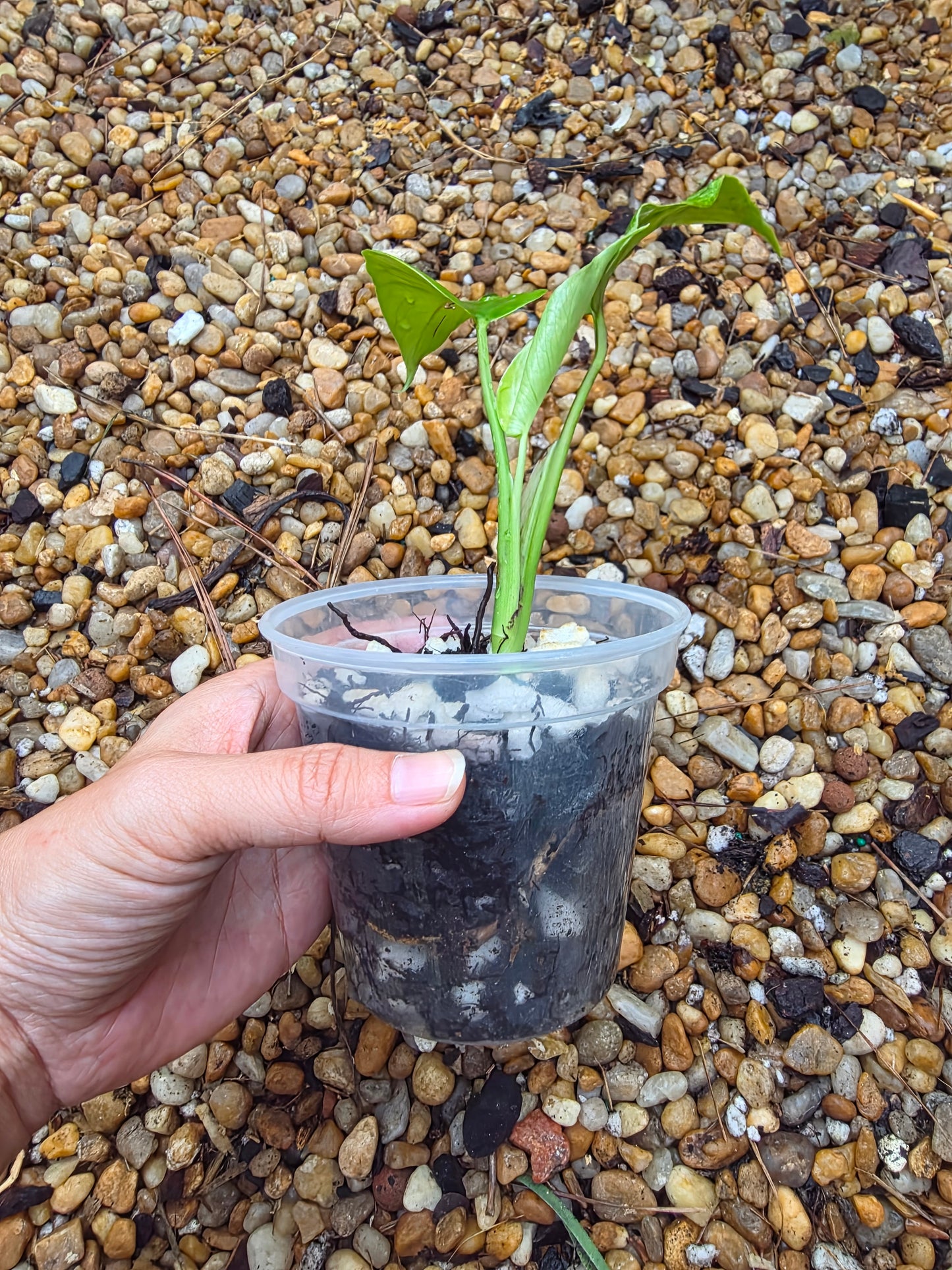 Monstera Devil Monster (prop)