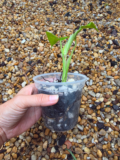 Monstera Devil Monster (prop)