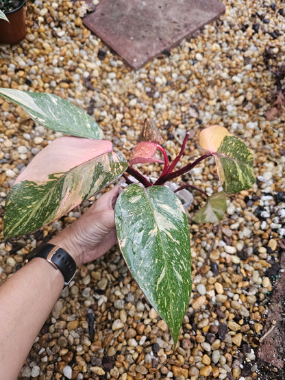 Philodendron Orange Princess Galaxy