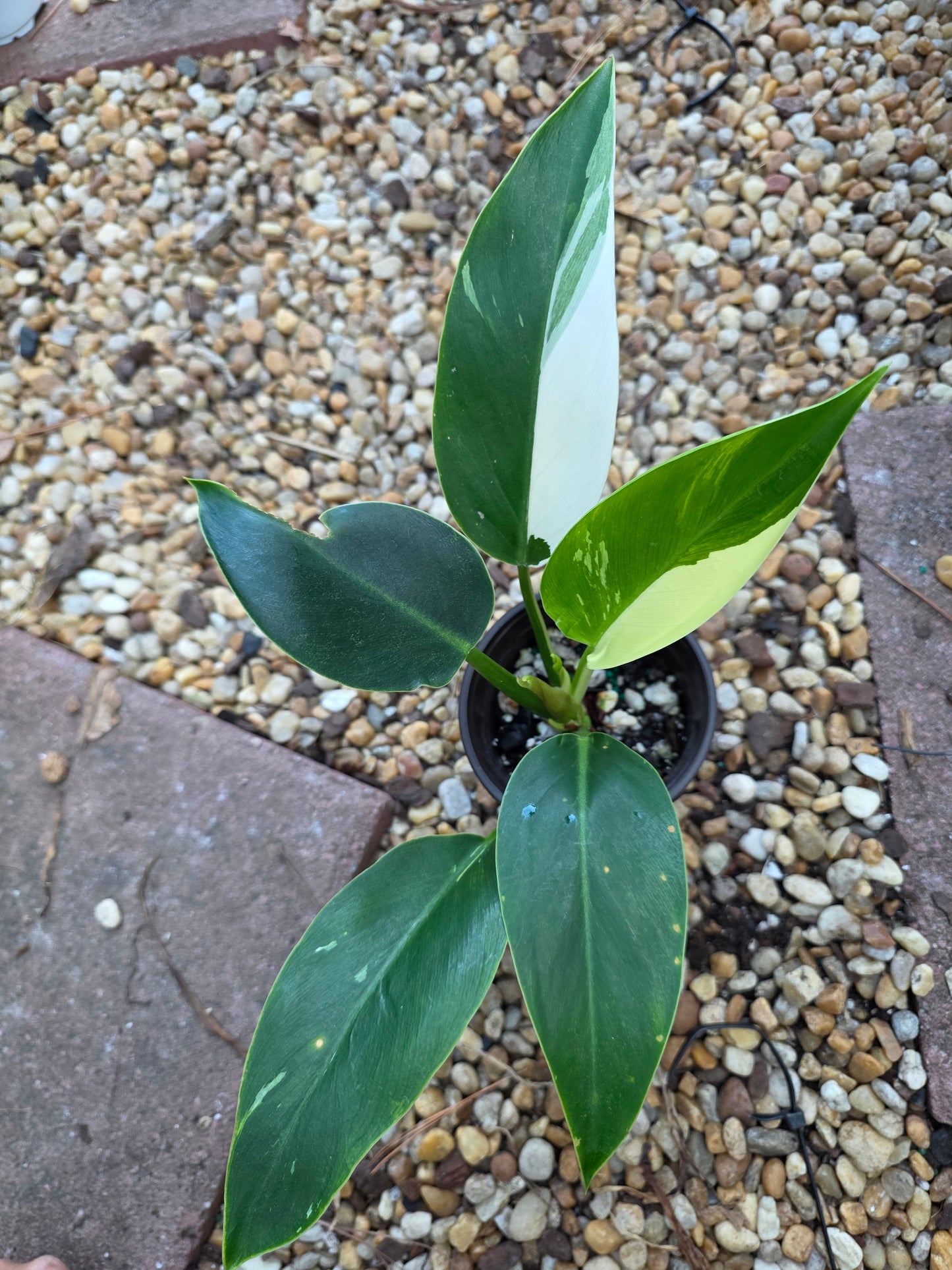 Philodendron Green Congo Albo