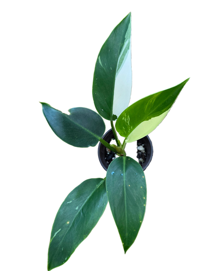 Philodendron Green Congo Albo