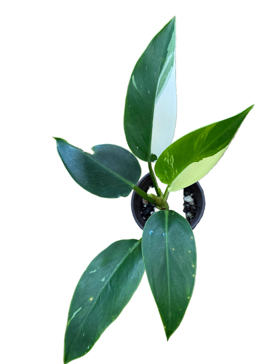 Philodendron Green Congo Albo