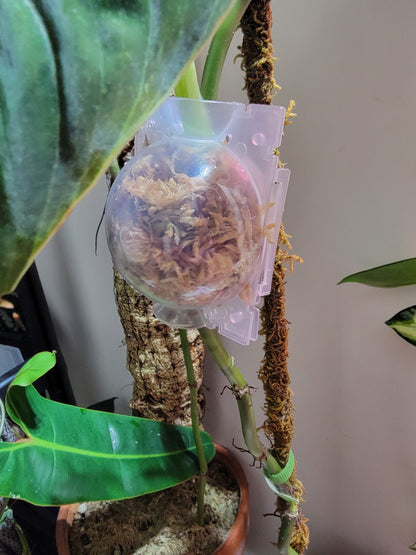 Transparent Rooting Ball