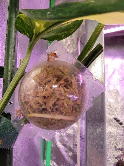 Transparent Rooting Ball