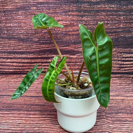 Philodendron Billietiae